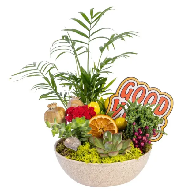 Good Vibes Jungle Sukulent Aranjmanı - Kutuda Çiçek Modelleri ve Fiyatları - İstanbul çiçek siparişi