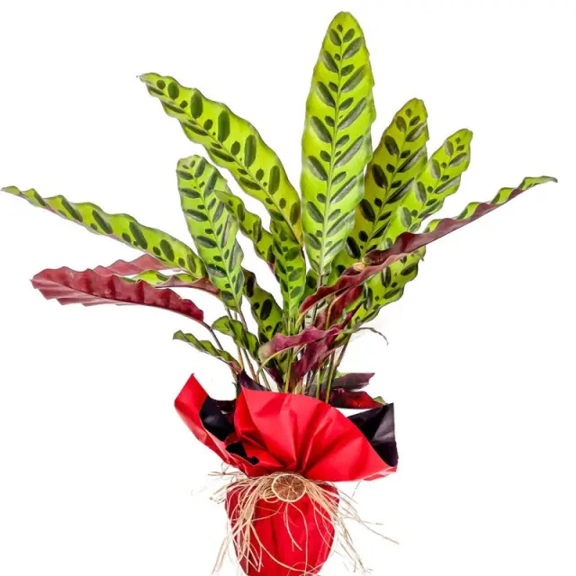 Calathea Lancifolia (Dua Çiçeği) - Özel Kırmızı Paketli Hediyelik Canlı Salon Bitkisi - Kutuda Çi...