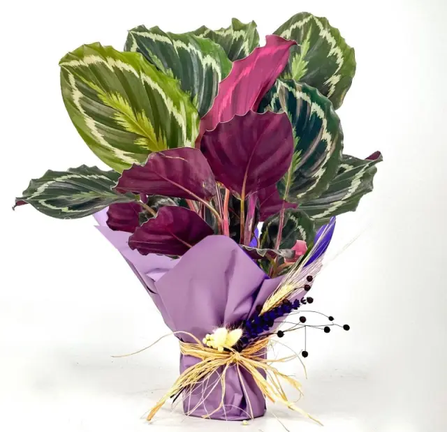 Calathea Medallion - Desenli Dua Çiçeği ve Mor Konsept Hediyelik Canlı Bitki - Gül Siparişi: Taze...
