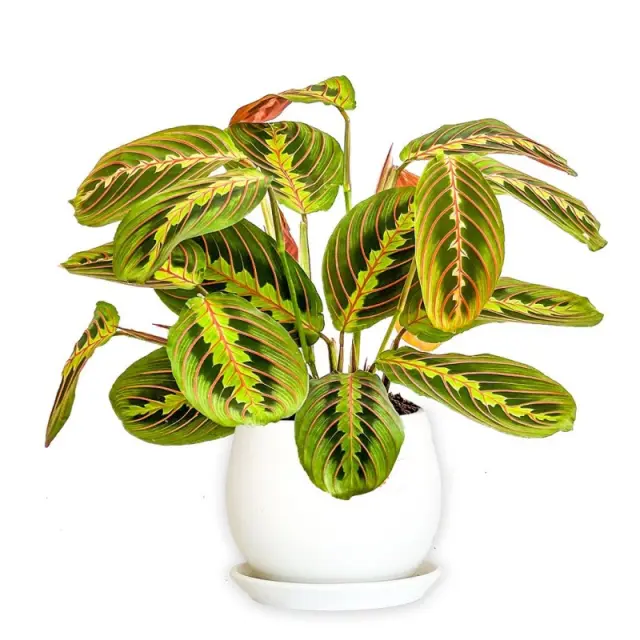 Maranta Leuconeura - Kırmızı Damarlı Dua Çiçeği ve Beyaz Seramik Saksı (Maranta Fascinator) - Gül...