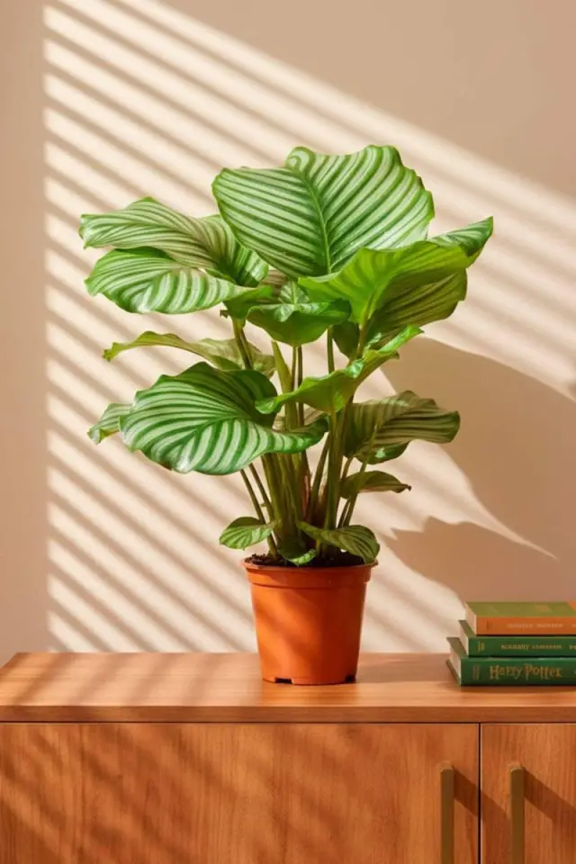 Calathea Orbifolia XXL - Gül Siparişi: Taze Gül Buketleri ve Modelleri - İstanbul çiçek siparişi
