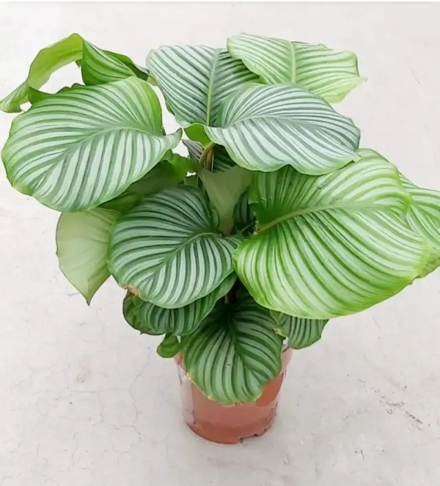 Calathea Orbifolia XXL - Çiçek Sepeti - İstanbul çiçek siparişi