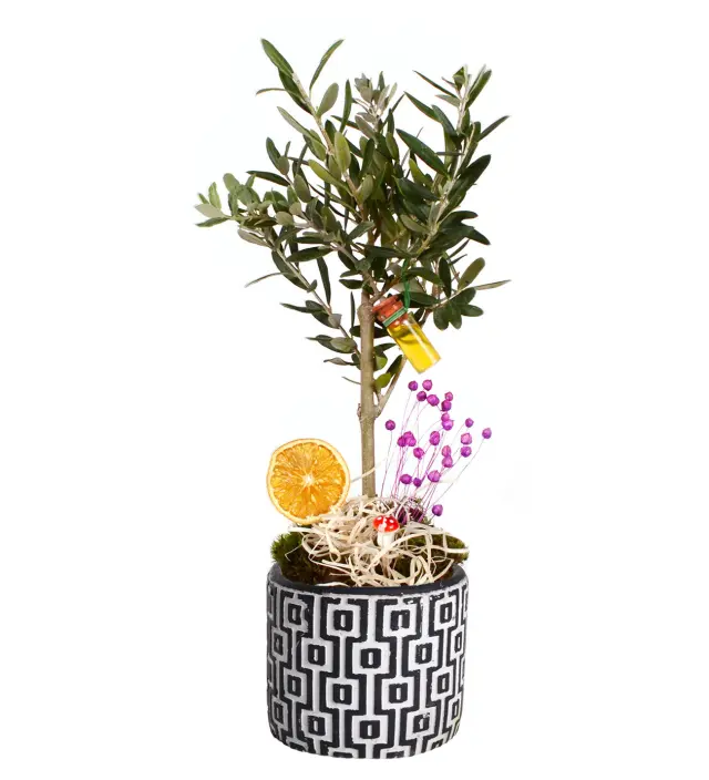 Desenli Saksıda Bonsai Zeytin Ağacı - Gül Siparişi: Taze Gül Buketleri ve Modelleri - İstanbul çi...