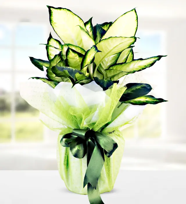 Dieffenbachia Camilla - Butik Çiçek Sepeti Modelleri - İstanbul çiçek siparişi