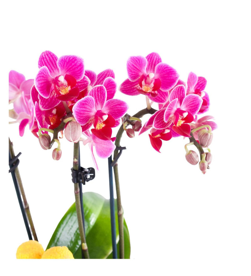 Pembe Mini Orkide Aranjmanı ile Zarif Doğal Güzelliği Keşfet