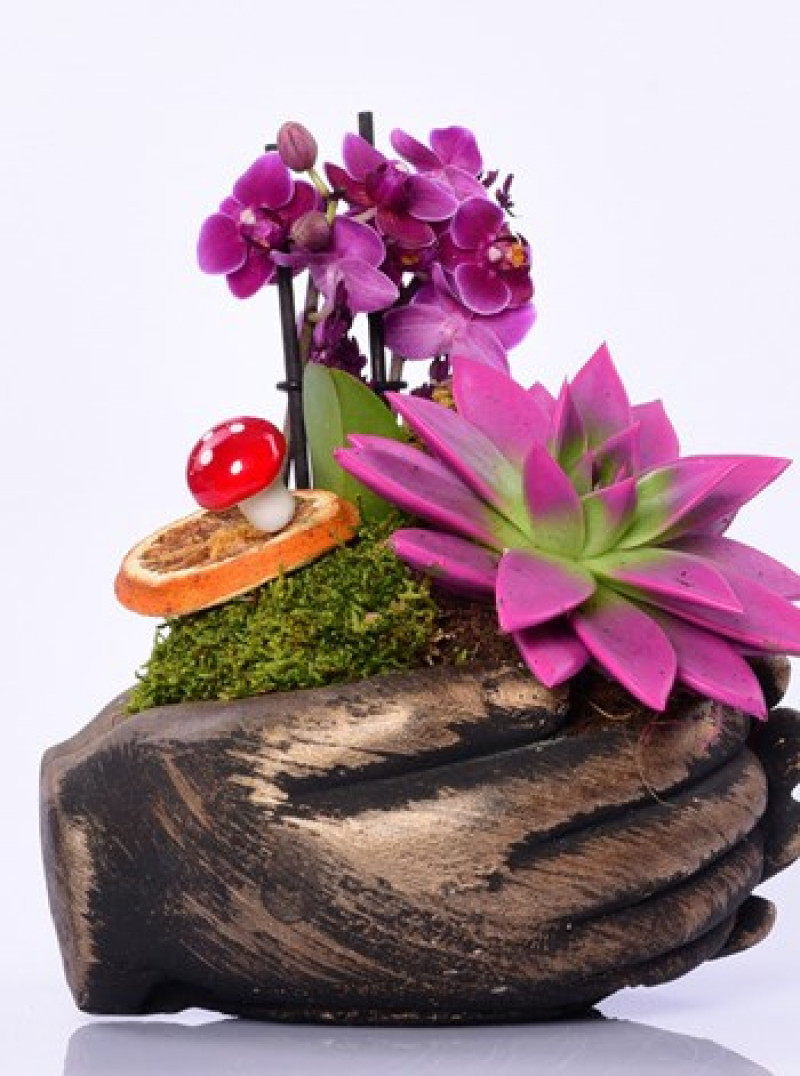 El Figürlü Sukulent ve Orkide Aranjmanı – Zarif ve Anlamlı Hediye