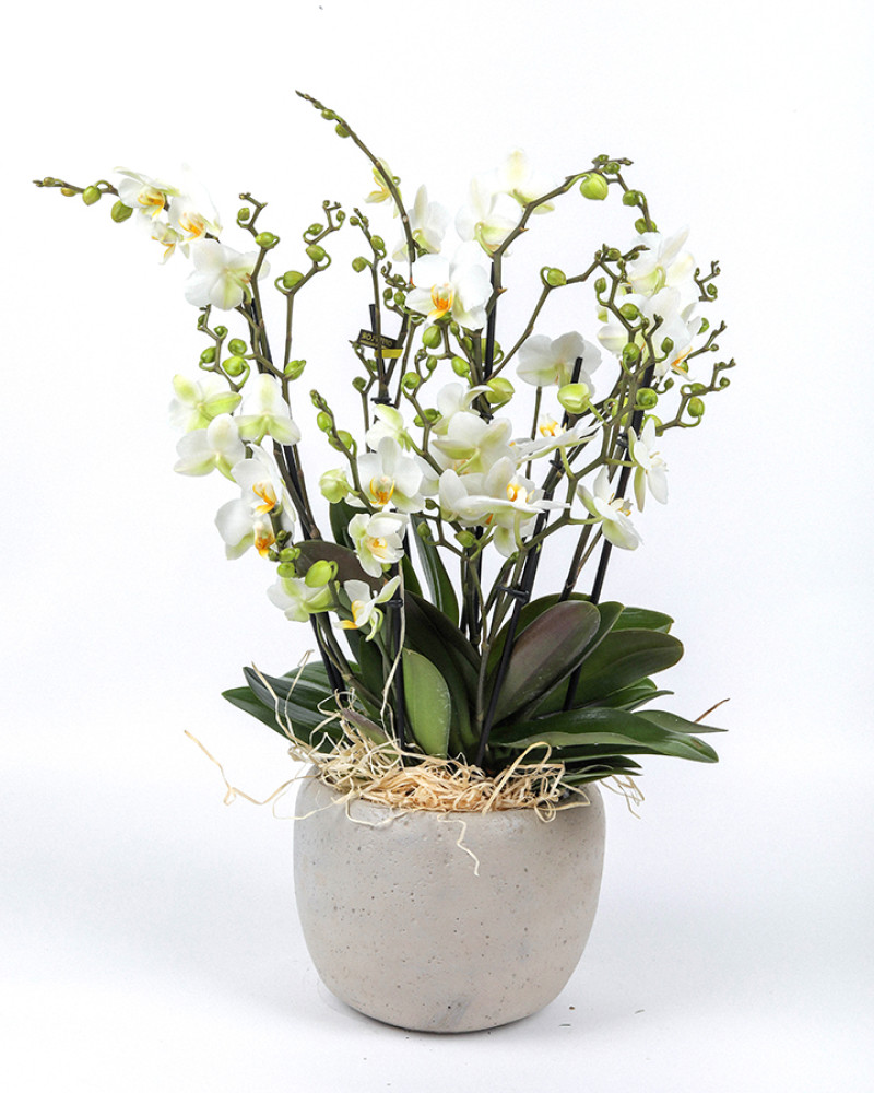 ek Dallı Beyaz Orkide – Zarafetin Sessiz Duruşu