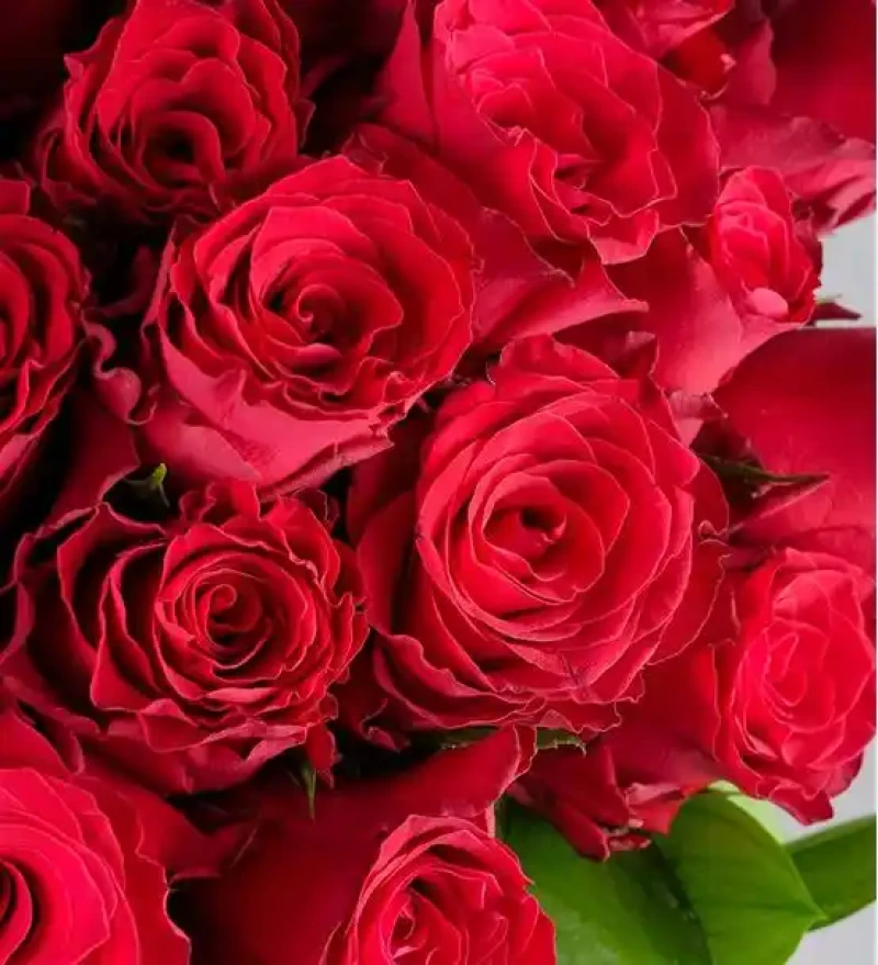 Ateş Böceği Premium 50 Kırmızı Gül Buketi