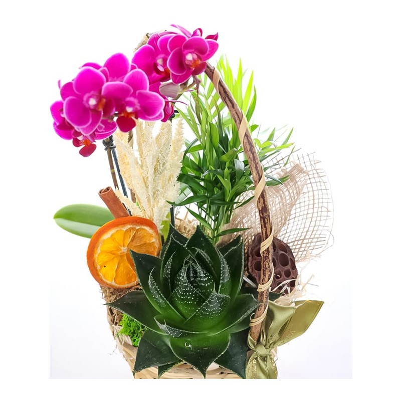 Miniature Forest Sukulent Aranjmanı