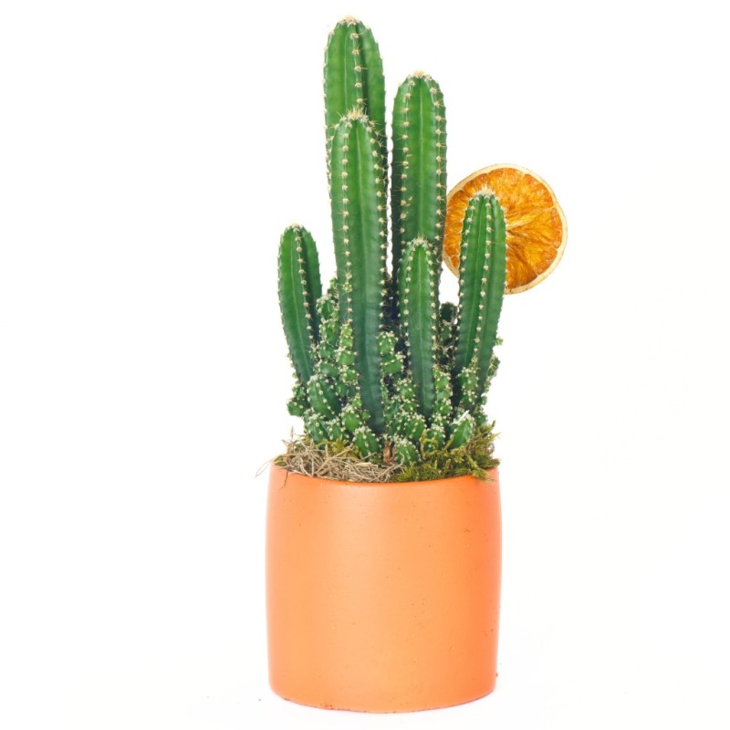 Desert Sun (Radyasyon Savar Kaktüs)