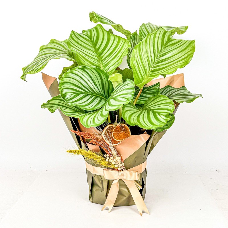 Calathea Orbifolia - Dev Yapraklı Dekoratif Canlı Salon Bitkisi (Özel Tasarım Gold Paket) - Çiçek...