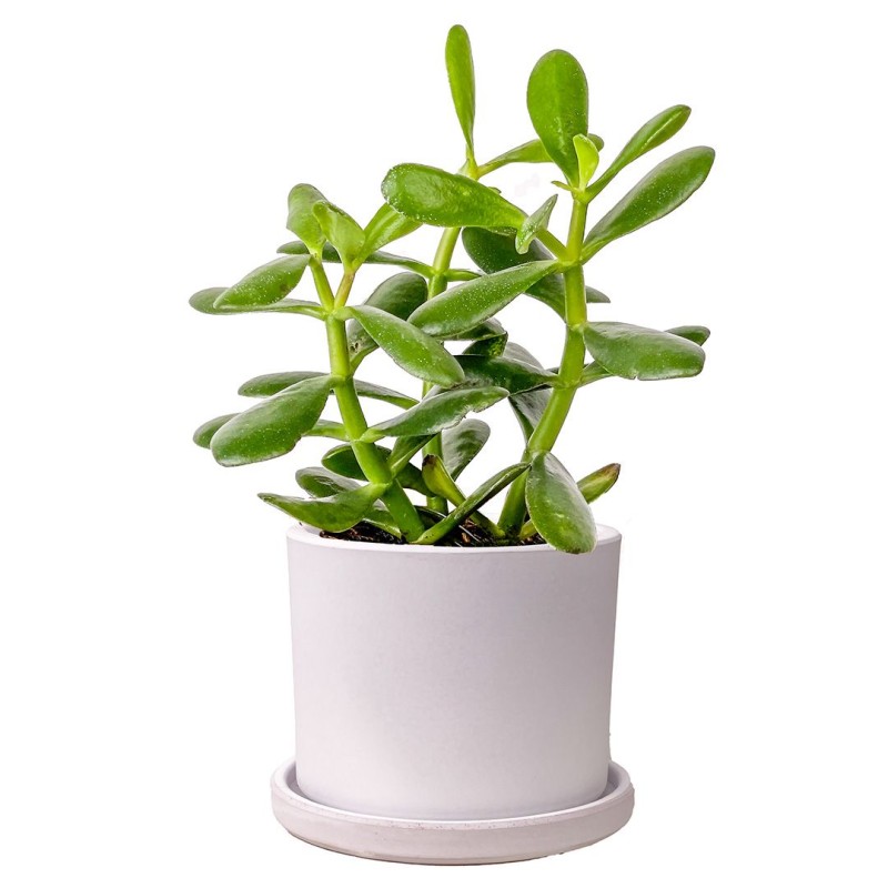 Crassula Ovata (Para Ağacı) - Bereket Getiren Canlı Sukulent ve Beyaz Seramik Saksı - Gül Sipariş...