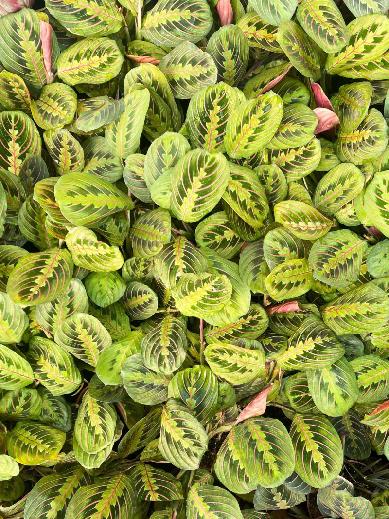 Maranta Leuconeura - Kırmızı Damarlı Dua Çiçeği ve Beyaz Seramik Saksı (Maranta Fascinator) - Çiç...