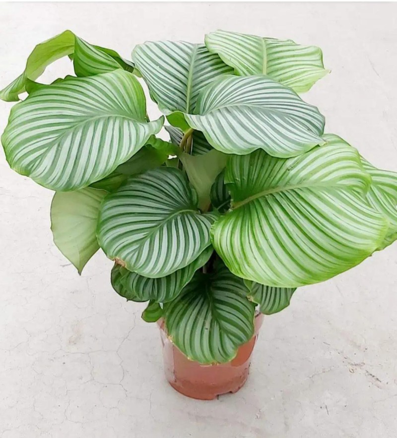 Calathea Orbifolia XXL - Çiçek Sepeti - İstanbul çiçek siparişi