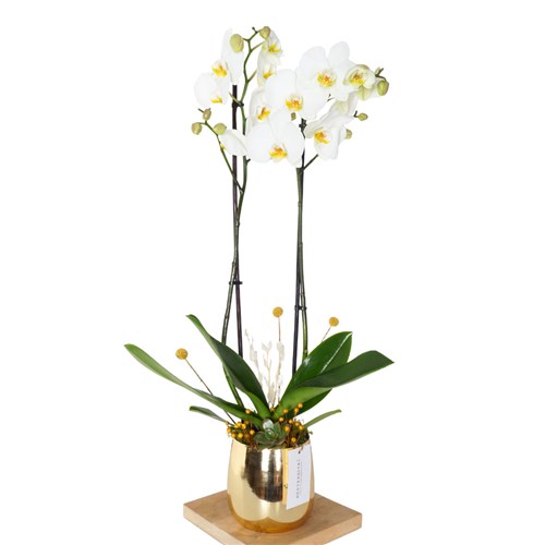 Premium Gold White Orchid Altın Rengi Vazoda Beyaz Orkide - Gül Siparişi: Taze Gül Buketleri ve M...