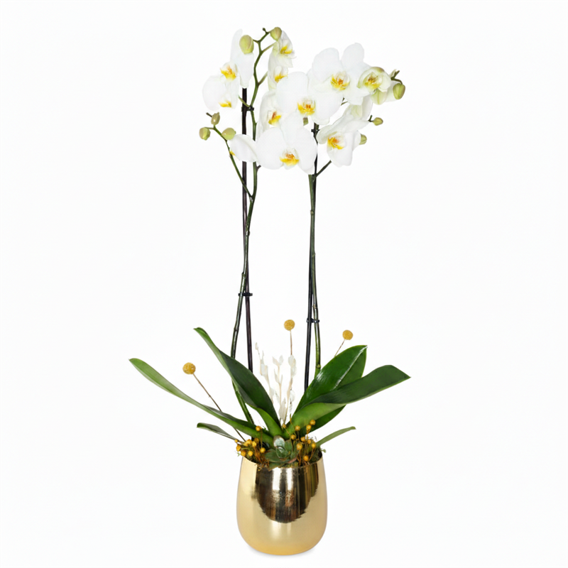 Premium Gold White Orchid Altın Rengi Vazoda Beyaz Orkide - Çiçek Sepeti - İstanbul çiçek siparişi