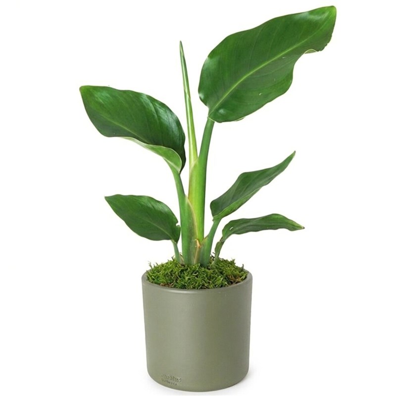 Strelitzia Nicolai Starliçe Cennet Kuşu Çiçeği - Çiçek Sepeti - İstanbul çiçek siparişi