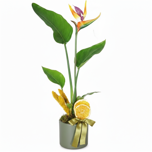 Strelitzia Potted Gift Starliçe - Çiçek Sepeti - İstanbul çiçek siparişi