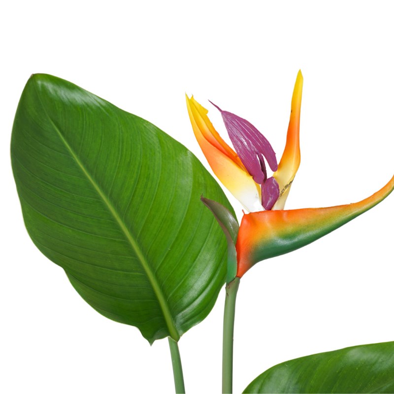 Strelitzia Potted Gift Starliçe - Çiçek Sepeti - İstanbul çiçek siparişi