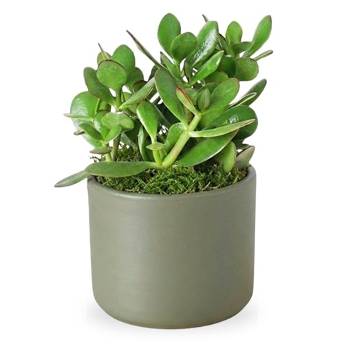 Crassula Ovata Para Şans Sukulenti Large - Gül Siparişi: Taze Gül Buketleri ve Modelleri - İstanb...