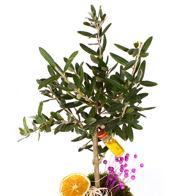Desenli Saksıda Bonsai Zeytin Ağacı - Çiçek Sepeti - İstanbul çiçek siparişi