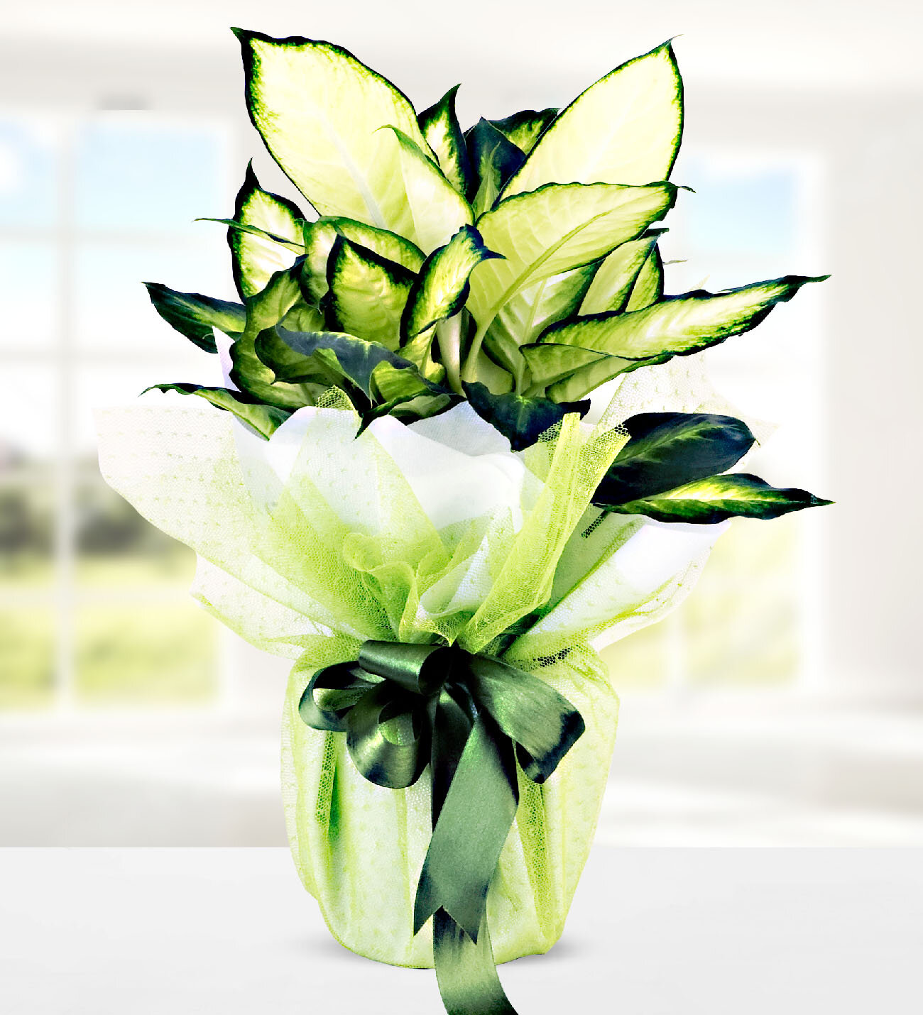 Dieffenbachia Camilla - İstanbul Çiçek - İstanbul çiçek siparişi