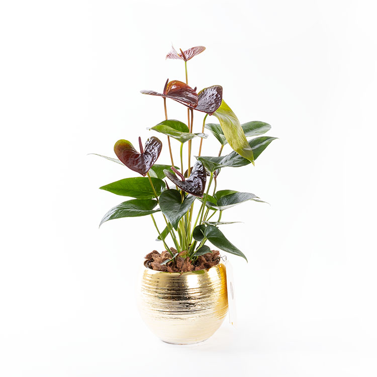 Dark Sienna Gold | Bordo - Premium Çiçekler - İstanbul çiçek siparişi