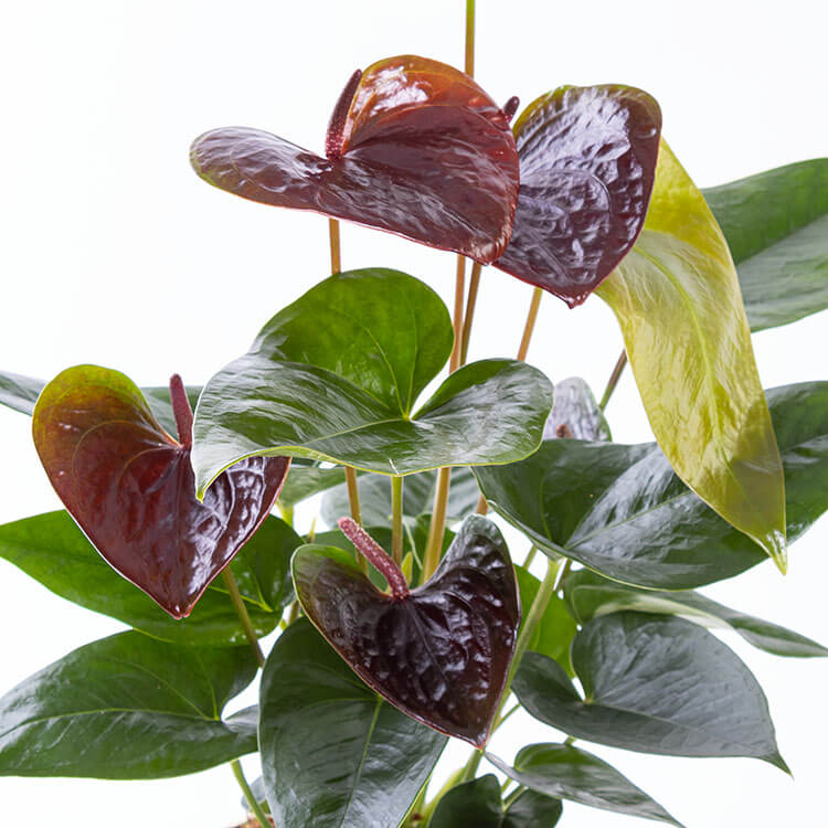 Dark Sienna Gold | Bordo - Premium Çiçekler - İstanbul çiçek siparişi