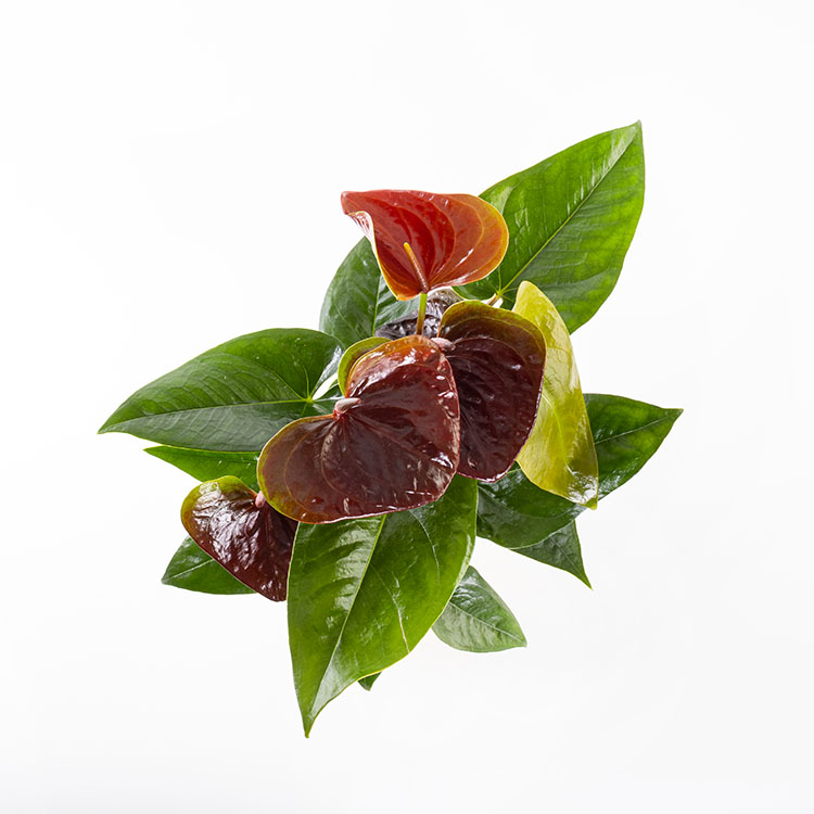 Dark Sienna Gold | Bordo - Premium Çiçekler - İstanbul çiçek siparişi