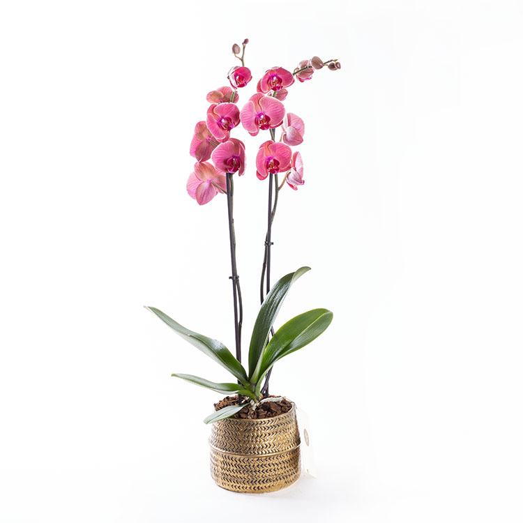 Coral Gold Pembe, Fuşya - Çiçek Sepeti - İstanbul çiçek siparişi