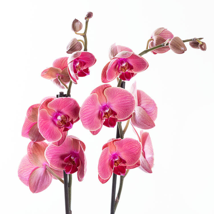 Coral Gold Pembe, Fuşya - Çiçek Sepeti - İstanbul çiçek siparişi